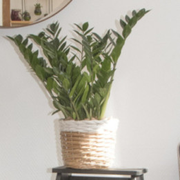 Thétys-Zamioculcas