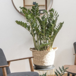 Hestia-Zamioculcas