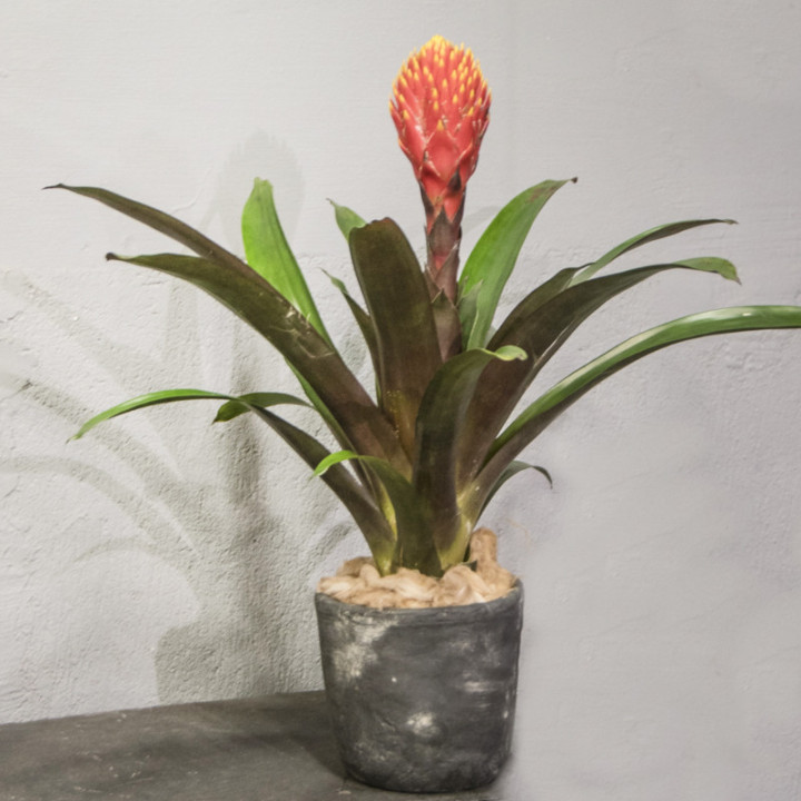 Guzmania