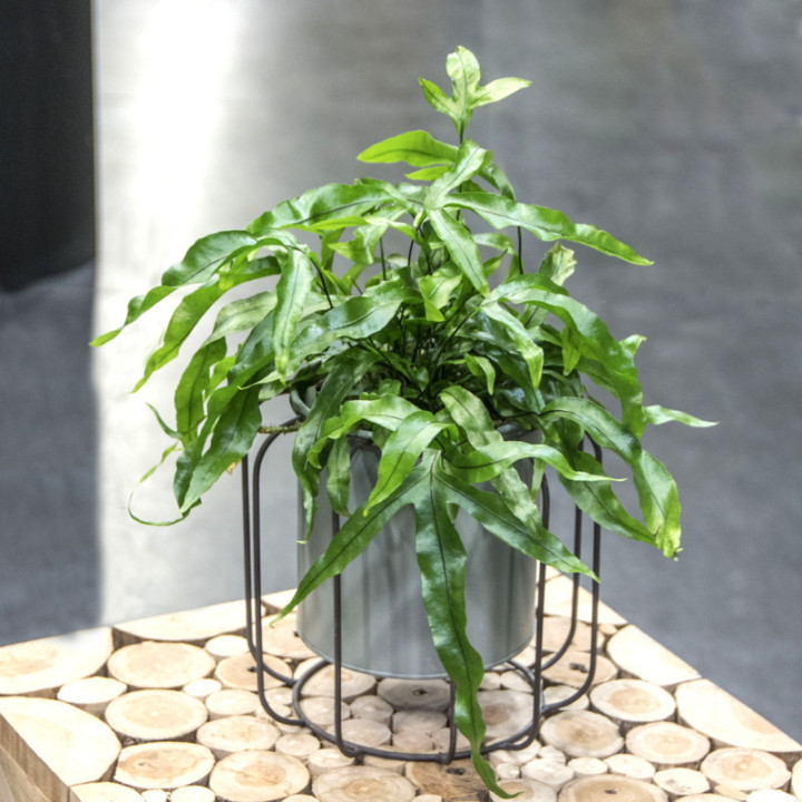 Pteris