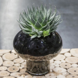 Haworthia