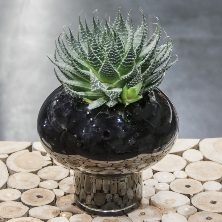 Haworthia