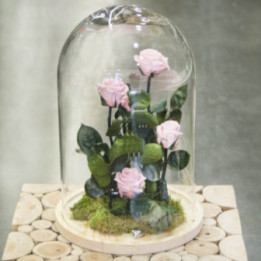 Cinq roses éternelles roses, sous cloche