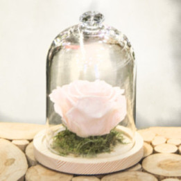 Une rose éternelle rose, sous cloche
