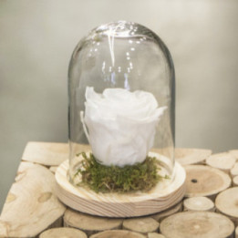 Une rose éternelle blanche sous cloche