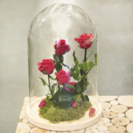 Cinq roses éternelles rouges sous une cloche en verre