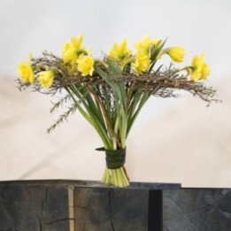 Eventail de Jonquilles - Un éventail de jonquilles boisé.