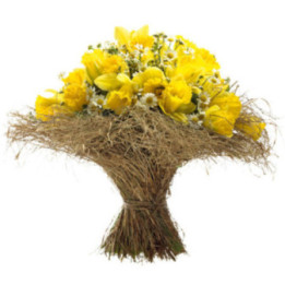 Écrin de jonquilles - Dans un écrin de brindilles.