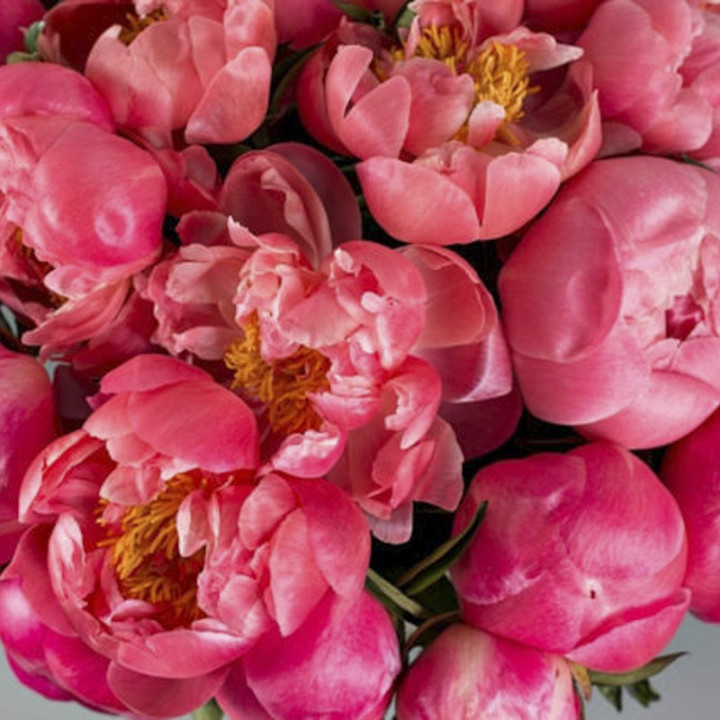 Pivoines Star - Les pivoines du Var arrivent dès le début avril pour notre plus grand plaisir !